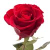 Роза фридом 60 см