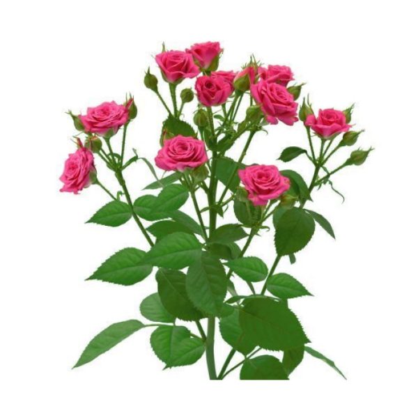 Роза mandala 60 см (Копировать)
