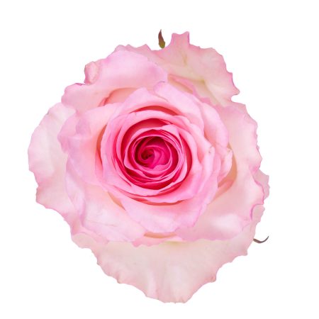 Роза kahala 60 см (Копировать)